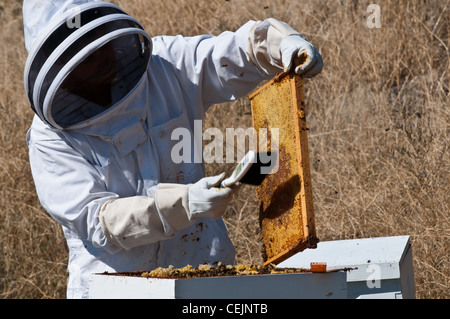 Un apiculteur amateur à Stevensville, Montana commence à ouvrir la ruche Langstroth frames pour récolter le miel à la fin de l'automne. Banque D'Images