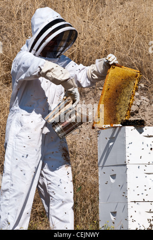 Un apiculteur amateur à Stevensville, Montana commence à ouvrir la ruche Langstroth frames pour récolter le miel à la fin de l'automne. Banque D'Images