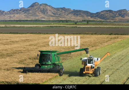 Une moissonneuse-batteuse John Deere et décharge les récoltes de riz à maturité dans un bankout wagon "à la volée", avec l'Sutter Buttes dans l'arrière-plan Banque D'Images