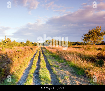 Des chemins à travers les prairies aux teintes chaleureuses en été sur Cannock Chase Country Park AONB (région de beauté naturelle exceptionnelle) en juillet Sta Banque D'Images