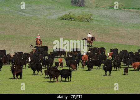 - L'élevage des bovins étant entassés dans de l'éventail des marques / près de Winsor, Californie, USA. Banque D'Images