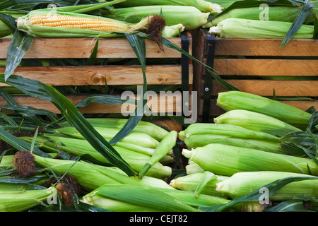 Agriculture - les oreilles et les caisses de maïs doux à un marché de producteurs / Whitefish, Montana, USA. Banque D'Images