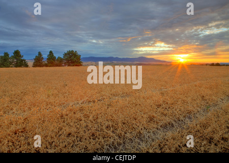 Agriculture - Domaine de la récolte mûre lentilles prêt au lever du soleil / près de Pullman, Washington, USA. Banque D'Images