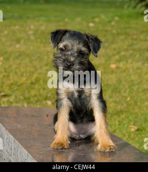 Border terrier puppy assis sur banc de granit Banque D'Images