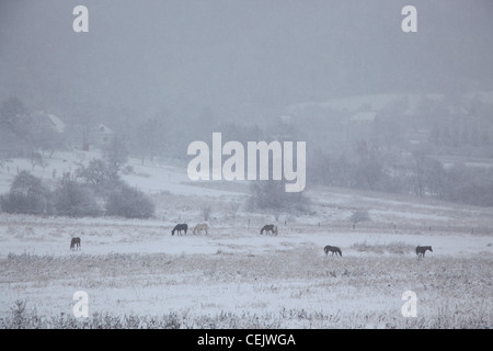 L'élevage des chevaux en Slovaquie. Banque D'Images