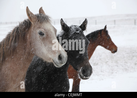 L'élevage des chevaux en Slovaquie. Banque D'Images