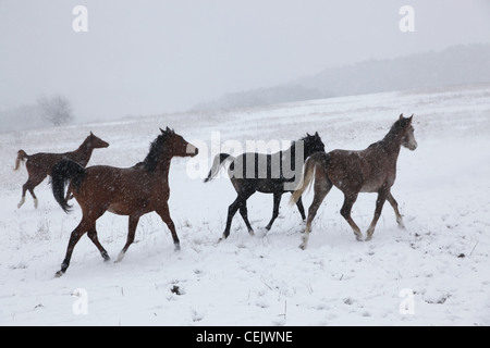 L'élevage des chevaux en Slovaquie. Banque D'Images