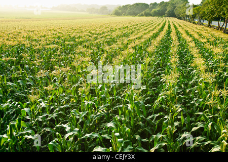 Domaine de la croissance des plants de maïs sucré mi pampilles entièrement dans la lumière du soleil de l'après-midi brumeux at a local family produce farm / Rhode Island. Banque D'Images