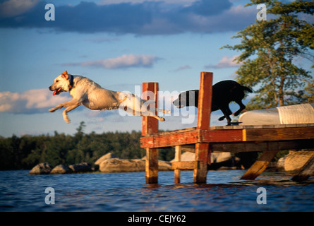 Chiens de sauter d'un quai en Squam Lake, New Hampshire. Banque D'Images