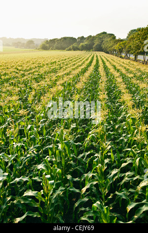 Domaine de la croissance des plants de maïs sucré mi pampilles entièrement dans la lumière du soleil de l'après-midi brumeux at a local family produce farm / Rhode Island. Banque D'Images