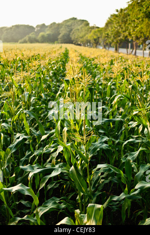 Domaine de la croissance des plants de maïs sucré mi pampilles entièrement dans la lumière du soleil de l'après-midi brumeux at a local family produce farm / Rhode Island. Banque D'Images
