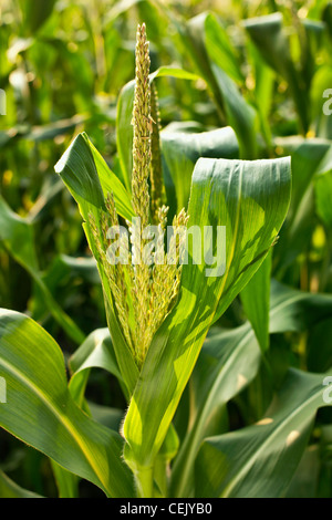 Tassel de maturation d'une plante à la croissance du maïs sucré a local family produce farm / Little Compton, Rhode Island, USA. Banque D'Images