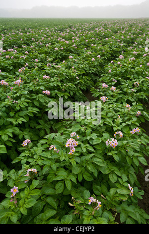 Agriculture - Domaine de la mi-floraison croissance de plants de pommes de terre à un local family produce farm / Little Compton, Rhode Island, USA. Banque D'Images