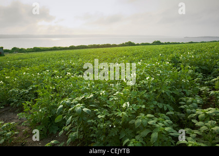 Domaine de la mi-floraison croissance de plants de pommes de terre à une famille locale produire ferme avec le Sakonnet River dans l'arrière-plan Banque D'Images