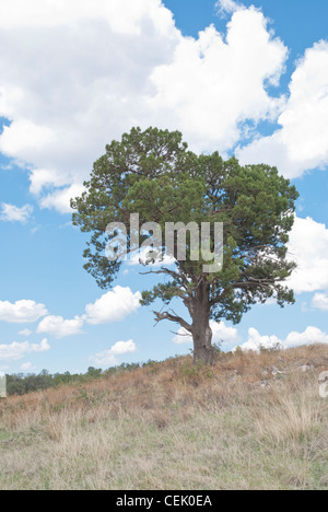 Un arbre se dresse contre colorado le magnifique ciel bleu Nouveau Mexique. Banque D'Images