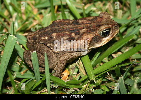 Marine Toad Bufo marinus Banque D'Images