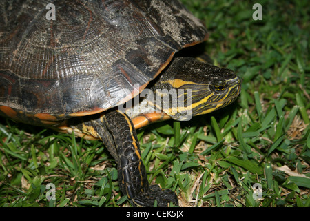 Tortue Rhinoclemmys funerea Black River Banque D'Images