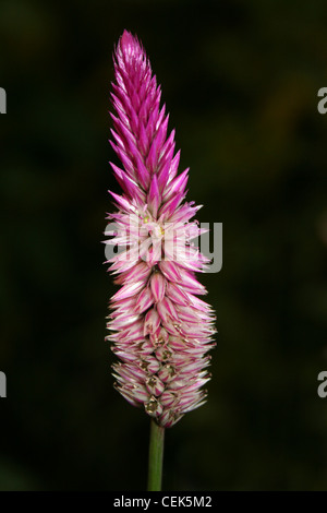 Fleur de jardin rose 'Empanaché Cockscomb' - Celosia argentea, Costa Rica Banque D'Images