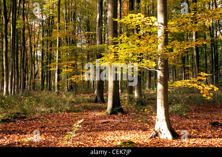 Les hêtres éclairées par le soleil d'automne dans l'ouest de bois près de Marlborough dans le Wiltshire, Angleterre. Banque D'Images