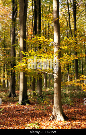 Les hêtres éclairées par le soleil d'automne dans l'ouest de bois près de Marlborough dans le Wiltshire, Angleterre. Banque D'Images