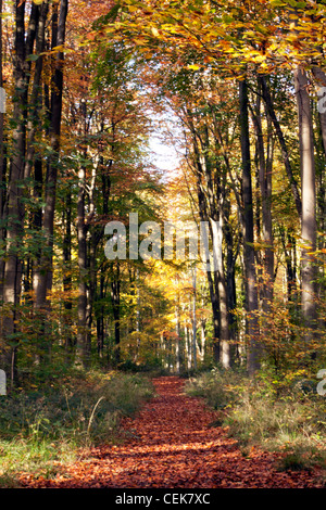 Un chemin à travers les hêtres à West Woods, près de Marlborough dans le Wiltshire, Angleterre. Banque D'Images