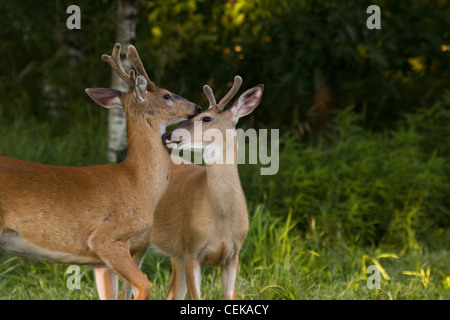 Le cerf d'argent avec panache en velours Banque D'Images