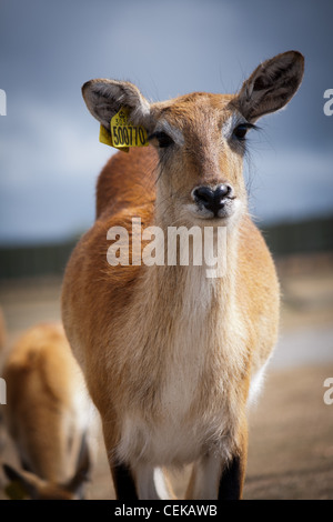Red Deer à un safari Park, en été, par une chaude journée ensoleillée, un portrait portrait photo Banque D'Images