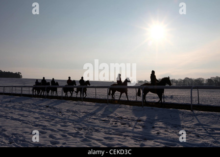 Formation CHEVAUX SUR NEWMARKET SUFFOLK,GALOPS DANS LA NEIGE. Banque D'Images