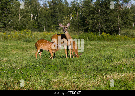 Le cerf doe les faons Banque D'Images