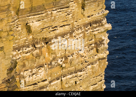 Falaises d'oiseaux de mer à Noup Head sur l'île de Westray, Orkney Islands, en Écosse. Banque D'Images