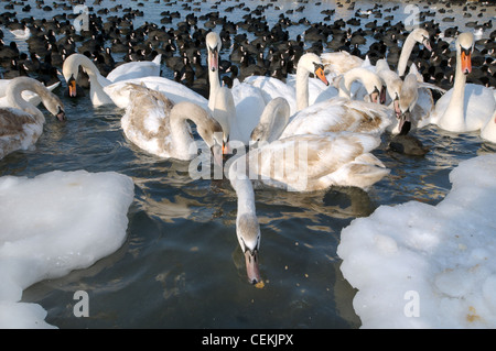 Les oiseaux (cygnes et foulques) sont bloqués par le CIEM en mer Noire, un phénomène rare, la dernière fois qu'elle s'est produite en 1977, Odessa, Ukraine Banque D'Images