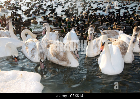 Les oiseaux (cygnes et foulques) sont bloqués par le CIEM en mer Noire, un phénomène rare, la dernière fois qu'elle s'est produite en 1977, Odessa, Ukraine Banque D'Images