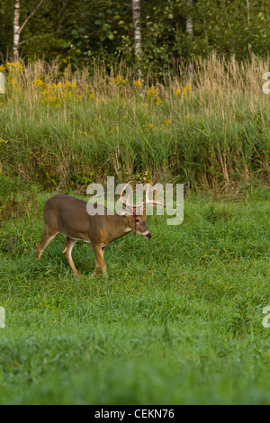 Le cerf de buck l'effusion de son bois de velours Banque D'Images