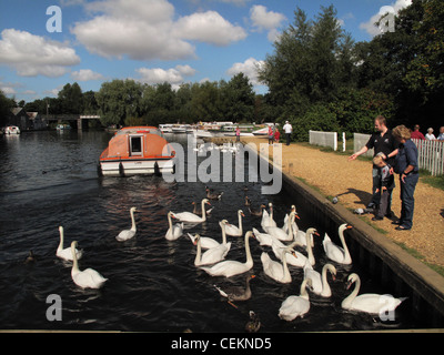 L'alimentation de la famille canards et cygnes à Wroxham sur les Norfolk Broads Banque D'Images