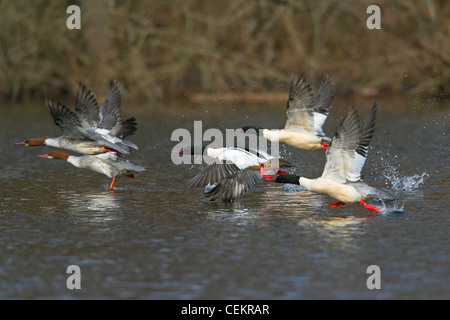 Grand Harle / Harle bièvre (Mergus merganser) troupeau décollant de rivière, Allemagne Banque D'Images