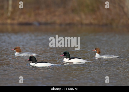 Grand Harle / Harle bièvre (Mergus merganser) troupeau swimming in river, Allemagne Banque D'Images