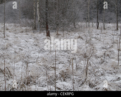 Highmoor, hill moor, continental a soulevé sac dans winter / HIVER / im Hochmoor arracher, Bavaria, Germany Banque D'Images