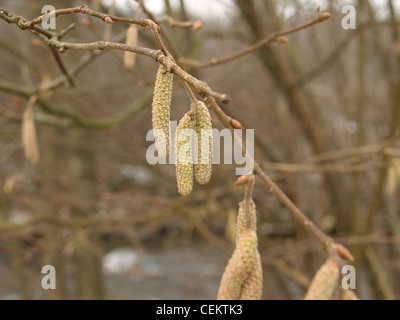 Chatons mâles de noisetier commun Corylus avellana / / Männliche Kätzchen der Haselnuss Banque D'Images