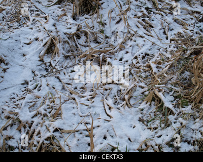 Snowy highmoor, hill moor, soulevé continental / sac Arracher Hochmoor / forêt de Bavière, Bavière, Allemagne en hiver Banque D'Images