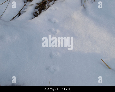 Sentier de la souris dans la neige / Mausspuren im Schnee Banque D'Images