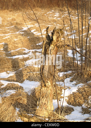 Tronc pourri in highmoor, hill moor, soulevé continental / sac Arracher Hochmoor / forêt de Bavière, Bavière, Allemagne en hiver Banque D'Images