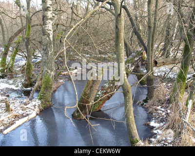 Lac givré in highmoor, hill moor, soulevé continental / sac Arracher Hochmoor / forêt de Bavière, Bavière, Allemagne en hiver Banque D'Images