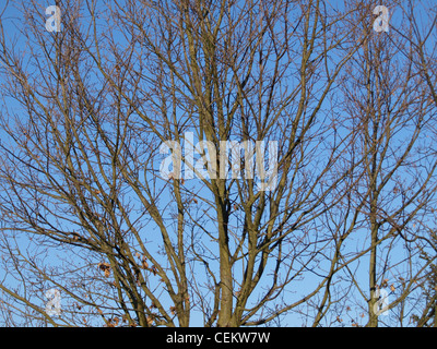 Chêne pédonculé, arbre en hiver avec ciel bleu / Quercus robur / Stiel-Eiche im Winter bei blauem Himmel Banque D'Images