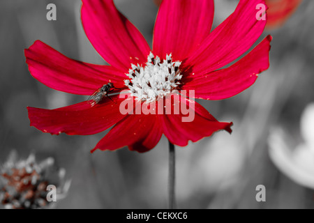 Fleurs Cosmos close up sur fond noir et blanc avec fly Banque D'Images