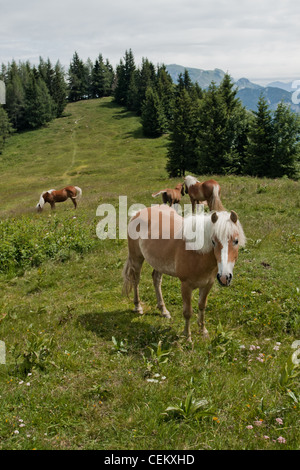 Famille de chevaux sur Zwolferhorn en Autriche Banque D'Images