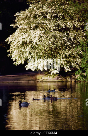 Dublin - Parcs, Saint Stephen's Green, Irlande Banque D'Images