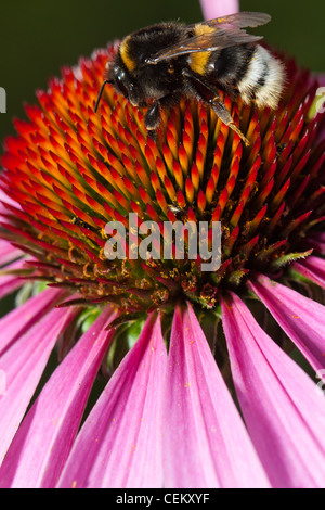 Échinacée rose avec des fleurs et du pollen d'abeille Banque D'Images