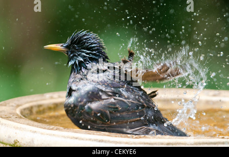 Starling Sternus vulgaris baignant dans un bain d'oiseaux Banque D'Images