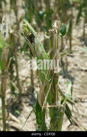 Libre de la croissance des plants de maïs grain moyen complètement détruit par une violente tempête de grêle au milieu de l'été / près de l'Angleterre, Arkansas, USA. Banque D'Images