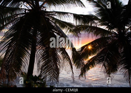 Les Lascars, Mahé, Seychelles. Silhouette de palmiers au lever du soleil. Banque D'Images